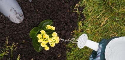 Cuidados com as plantas no outono